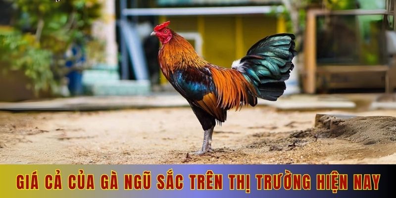 Giá cả của gà ngũ sắc trên thị trường hiện nay