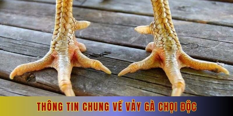 Thông tin chung về vảy gà chọi độc